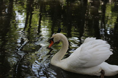 Swan swimming in lake