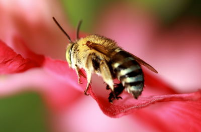 Close-up of bee pollinating on flower