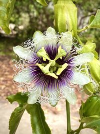 Close-up of purple flowering plant
