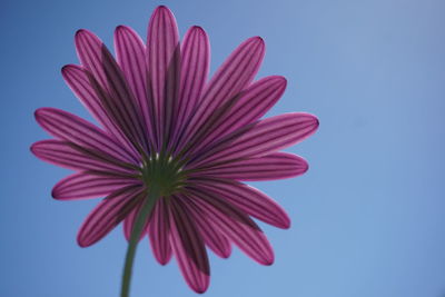 Low angle view of flower against blue sky