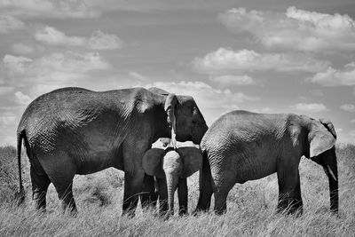 View of elephant on field against sky