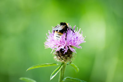 Close-up of bee pollinating on purple flower