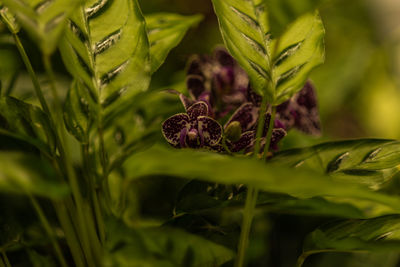 Close-up of fresh green plant on leaf