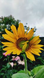 Close-up of sunflower