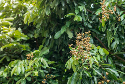 Longans growing on tree