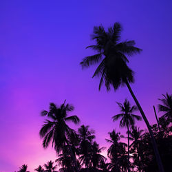 Low angle view of palm trees against blue sky