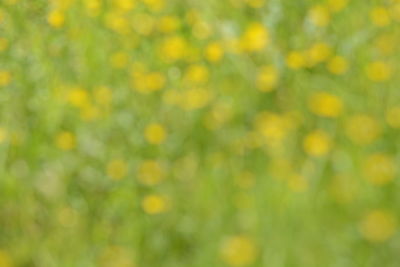 Full frame shot of yellow flowers