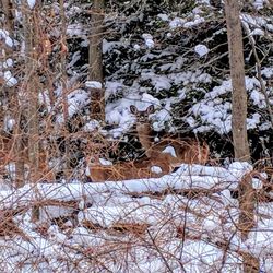 Birds on snow covered field