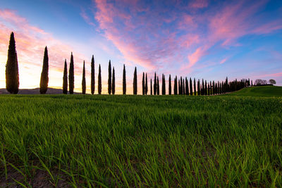 Landscape in tuscany, italia with cypress road at sunrise