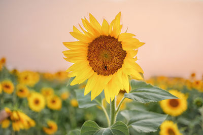 Close-up of yellow sunflower