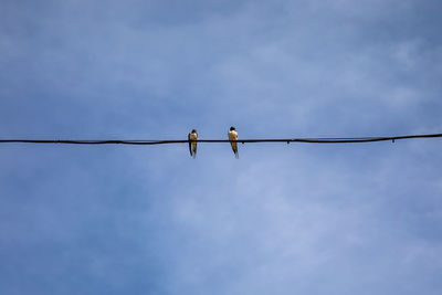 Low angle view of bird perching on cable against sky