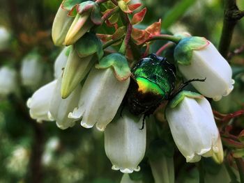 Close-up of bee on flower