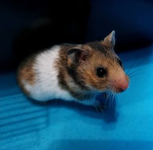 Close-up of a hamster