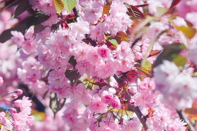 Close-up of pink cherry blossoms in spring