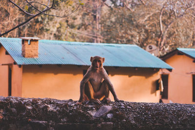View of monkey on roof against building