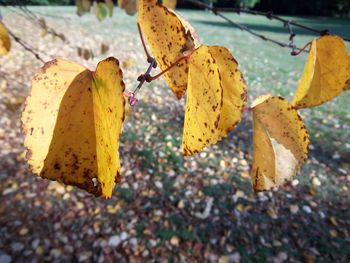 Close-up of yellow autumn leaf