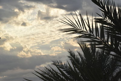 Low angle view of palm trees against sky