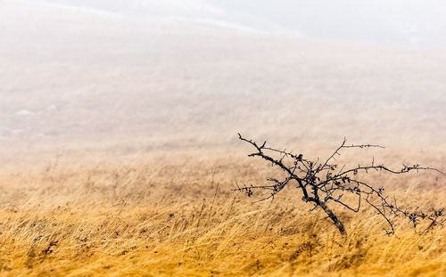 Dead plant on land against sky