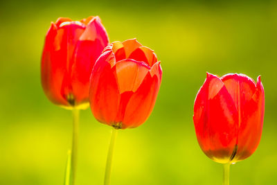 Close-up of red tulips