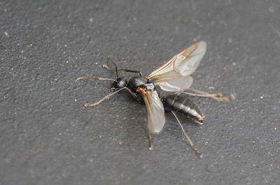 Close-up of insect on road