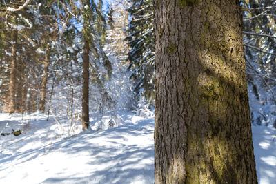 Trees on snow covered land