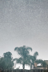 Low angle view of palm trees against sky