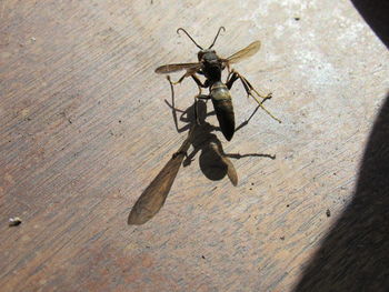 High angle view of dragonfly on wood