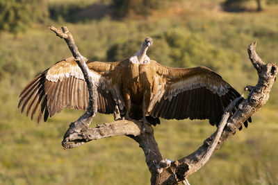 Close-up of eagle flying over land