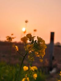 Close-up of yellow flowering plant during sunset