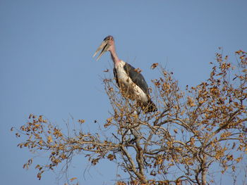 Low angle view of bird perching on tree against sky