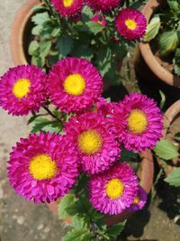 High angle view of pink flowering plants