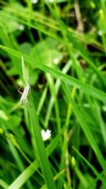 Close-up of damselfly on grass