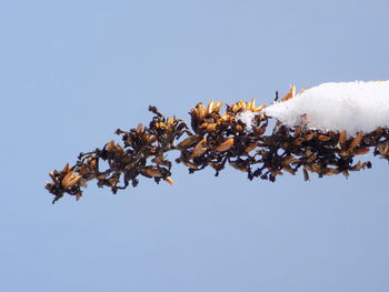 Low angle view of tree against clear sky during winter