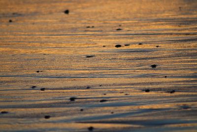 Golden beach at sunset time