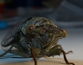 Close-up of a cicada