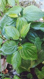 High angle view of fresh green leaves