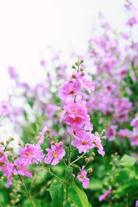 Close-up of pink flowers blooming outdoors