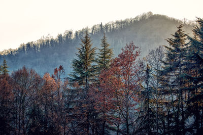 Trees in forest during winter