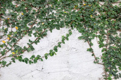 Close-up of plants