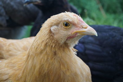 Close-up of hawk