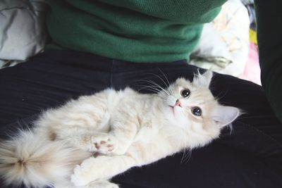 Portrait of cat lying on sofa