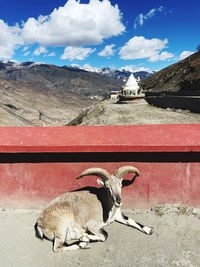 High angle view of dog on mountain against sky