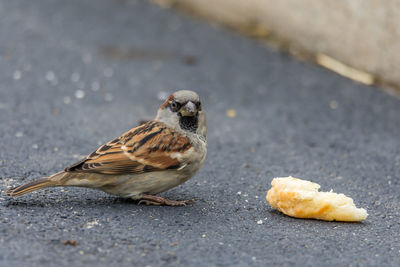 Close-up of sparrow by food on road