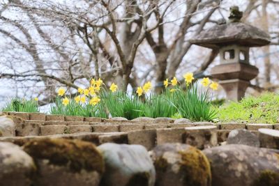 Close-up of flowering plants by rocks against trees