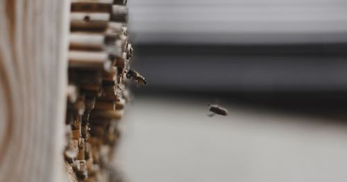 Close-up of bees flying