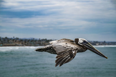 Bird flying over water