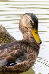 Close-up of a duck