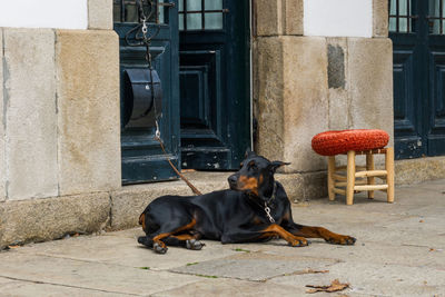 Dogs sitting on a building