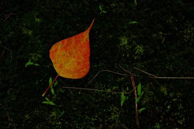 Close-up of orange leaf in forest