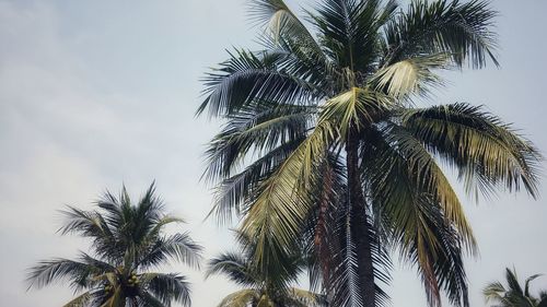 Low angle view of palm trees against sky